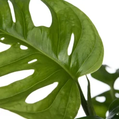 Intratuin Fensterblatt (Monstera 'Monkey Leaf') D 15 H 30 cm| Grünpflanzen|Monstera