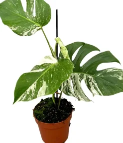 Intratuin Fensterblatt panaschiert (Monstera deliciosa 'Variegata') D 17 H 60 cm| Grünpflanzen|Monstera