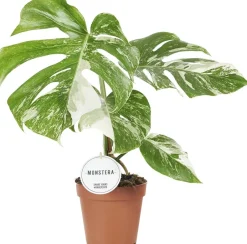 Intratuin Fensterblatt panaschiert (Monstera deliciosa 'Variegata') D 15 H 45 cm| Grünpflanzen|Monstera