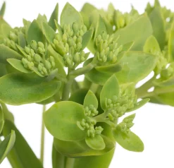 Intratuin Fetthenne (Sedum hybrida 'Herbstfreude') D 11 H 10 cm| Blühende Pflanzen|Immergrüne Pflanzen