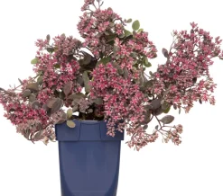 Intratuin Fetthenne (Sedum 'Red Sparkle') D 11 H 10 cm| Immergrüne Pflanzen|Winterharte Pflanzen