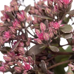 Intratuin Fetthenne (Sedum 'Red Sparkle') D 11 H 10 cm| Immergrüne Pflanzen|Winterharte Pflanzen