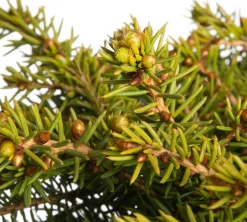 Intratuin Fichte (Picea abies 'Little Gem') D 17 H 15 cm| Immergrüne Pflanzen|Winterharte Pflanzen