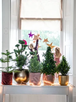 Intratuin Fichte (Picea glauca 'Perfecta') D 15 H 40 cm| Immergrüne Pflanzen|Winterharte Pflanzen