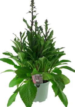 Intratuin Fingerhut (Digitalis purpurea 'Pink Panther') D 19 H 60 cm| Winterharte Pflanzen|Mehrjährige Pflanzen