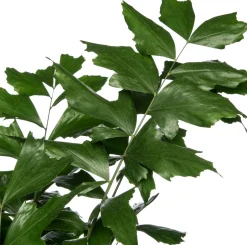 Intratuin Fischschwanzpalme (Caryota mitis) D 24 H 130 cm| Große Pflanzen|Grünpflanzen