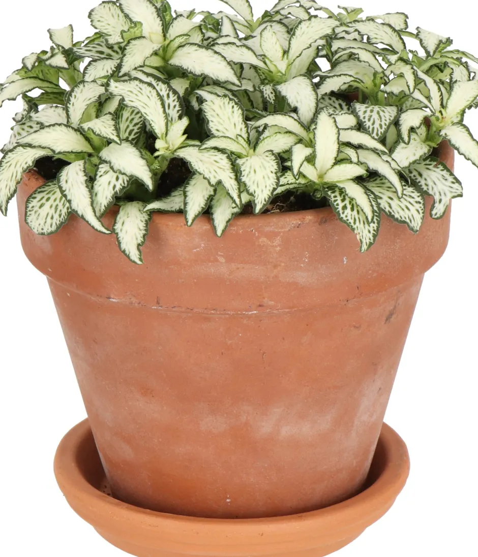 Intratuin Fittonie (Fittonia 'White Forest Flame') D 12 H 18 cm| Kleine Zimmerpflanzen|Grünpflanzen