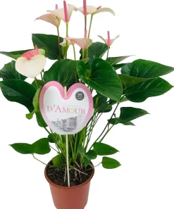 Intratuin Flamingoblume (Anthurium andreanum 'Fantasy Love') D 21 H 75 cm| Blühende Zimmerpflanzen|Flamingoblumen