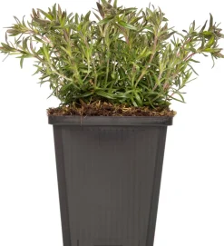 Intratuin Flammenblume (Phlox atropurpurea) D 9 H 5 cm| Mehrjährige Pflanzen|Phlox