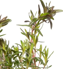 Intratuin Flammenblume (Phlox atropurpurea) D 9 H 5 cm| Mehrjährige Pflanzen|Phlox