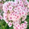 Intratuin Flammenblume (Phlox paniculata 'Bright Eyes')| Mehrjährige Pflanzen|Phlox