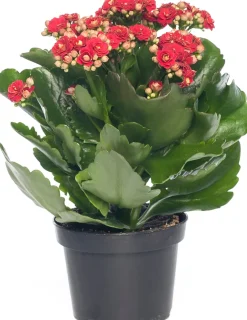 Intratuin Flammendes Käthchen (Kalanchoe blossfeldiana 'Serenity') D 10,5 H 20 cm| Kleine Zimmerpflanzen|Kakteen & Sukkulenten