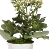 Intratuin Flammendes Käthchen (Kalanchoë 'Femini Pink') D 14 H 40 cm| Für Sonne|Kakteen & Sukkulenten