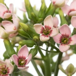 Intratuin Flammendes Käthchen (Kalanchoë 'Femini Pink') D 14 H 40 cm| Für Sonne|Kakteen & Sukkulenten