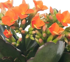 Intratuin Flammendes Käthchen (Kalanchoe blossfeldiana) D 10,5 cm H 22 cm| Kleine Zimmerpflanzen|Für Sonne
