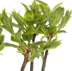 Intratuin Flieder (Syringa villosae 'Agnes Smith') D 23 H 30 cm| Flieder