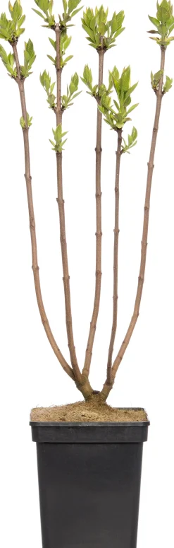 Intratuin Flieder (Syringa vulgaris 'Andenken an Ludwig Spaeth') D 23 H 30 cm| Flieder