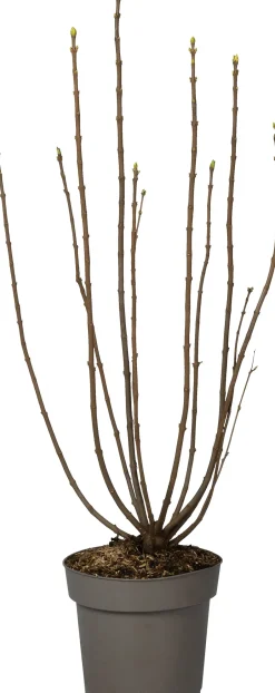 Intratuin Flieder (Syringa vulgaris 'Souvenir d'Alice Harding') D 27 H 80 cm| Winterharte Pflanzen|Flieder