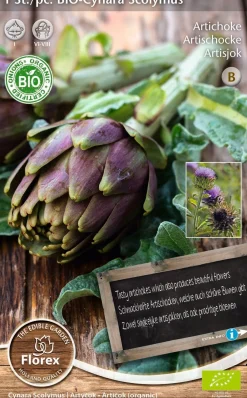 Intratuin Florex Bio Artischocke (Cynara scolymus) Samen| Gemüsesamen|Saatgut