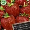 Intratuin Florex Bio Erdbeere (Fragaria 'Elsantha') Samen 2 St.| Obstsamen|Saatgut