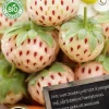 Intratuin Florex Bio Erdbeere weiß (Fragaria 'Pineberry') Samen| Obstsamen|Saatgut