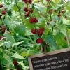 Intratuin Florex Bio Erdbeerspinat (Chenopodium capitatum) Samen| Gemüsesamen|Saatgut