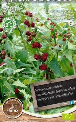 Intratuin Florex Bio Erdbeerspinat (Chenopodium capitatum) Samen| Gemüsesamen|Saatgut
