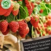 Intratuin Florex Bio Hänge-Erdbeere (Fragaria 'Pendula') Samen 2 St.| Obstsamen|Saatgut