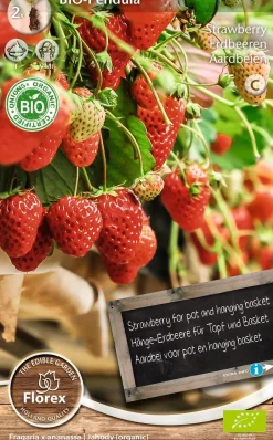 Intratuin Florex Bio Hänge-Erdbeere (Fragaria 'Pendula') Samen 2 St.| Obstsamen|Saatgut