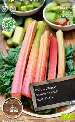 Intratuin Florex Bio Rhabarber (Rheum 'Pink Green') Samen| Gemüsesamen|Saatgut