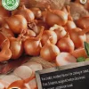 Intratuin Florex Bio Schalotten (Allium 'Red Sun') Samen 125 g| Gemüsesamen|Saatgut