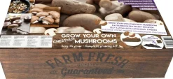Intratuin Florex Farm Fresh Kastanienchampignon Anzucht-Set| Gemüsesamen|Saatgut