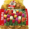 Intratuin Florex Tulpe (Tulipa 'Triumph') Blumenzwiebeln gemischt 50 St.| Frühlings-Blüher|Blumenzwiebeln