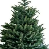 Intratuin Fraser-Tanne (Abies 'Fraseri') D 26 H 80 cm| Echte Weihnachtsbäume