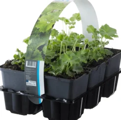 Intratuin Frauenmantel (Alchemilla mollis) D 9 H 15 cm 6 Pflanzen| Blühende Pflanzen|Winterharte Pflanzen