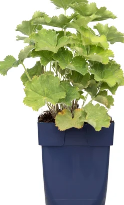 Intratuin Frauenmantel (Alchemilla mollis) D 11 H 10 cm| Blühende Pflanzen|Winterharte Pflanzen