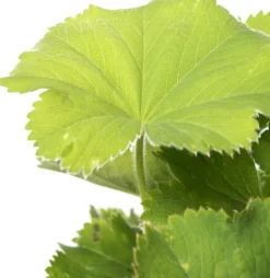 Intratuin Frauenmantel (Alchemilla mollis) D 11 H 10 cm| Blühende Pflanzen|Winterharte Pflanzen