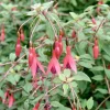 Intratuin Fuchsie (Fuchsia magellanica 'Riccartonii')| Blühende Pflanzen|Mehrjährige Pflanzen