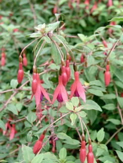 Intratuin Fuchsie (Fuchsia magellanica 'Riccartonii')| Blühende Pflanzen|Mehrjährige Pflanzen