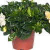 Intratuin Gardenie (Gardenia jasminoides) D 13 cm H 25 cm| Kleine Zimmerpflanzen|Blühende Zimmerpflanzen