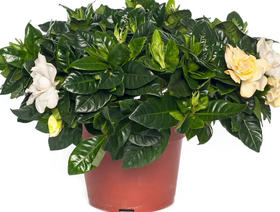 Intratuin Gardenie (Gardenia jasminoides) D 13 cm H 25 cm| Kleine Zimmerpflanzen|Blühende Zimmerpflanzen