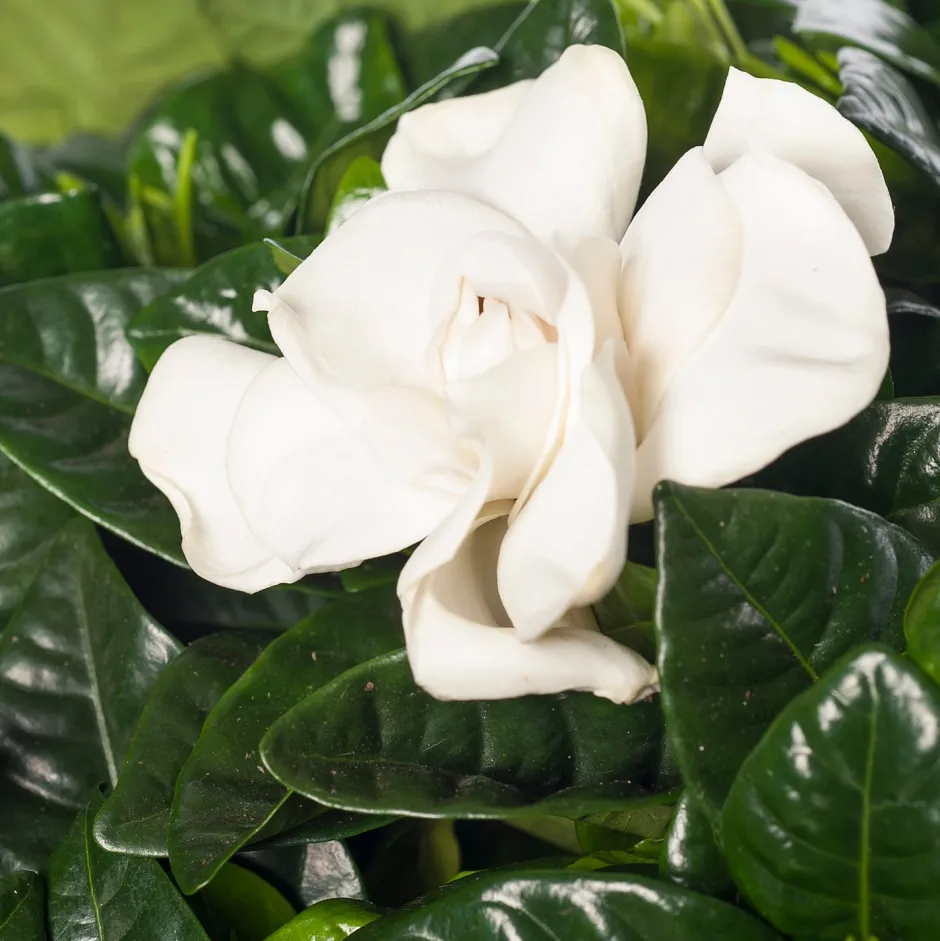 Intratuin Gardenie (Gardenia jasminoides) D 13 cm H 25 cm| Kleine Zimmerpflanzen|Blühende Zimmerpflanzen