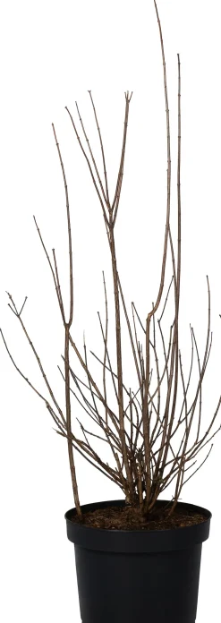 Intratuin Gartenjasmin (Philadelphus 'Virginal') D 29 H 60 cm| Winterharte Pflanzen