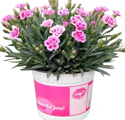 Intratuin Garten-Nelke (Dianthus 'Pink Kisses') D 13 H 15 cm| Mehrjährige Pflanzen|Nelke