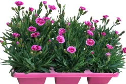 Intratuin Garten-Nelke (Dianthus 'Pink Kisses') D 9 H 10 cm 6 Pflanzen| Mehrjährige Pflanzen|Nelke