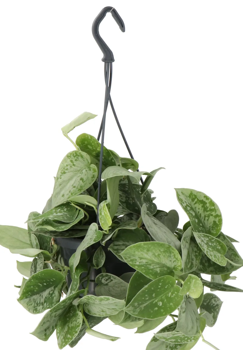 Intratuin Gefleckte Efeutute (Scindapsus pictus 'Silvery Ann') D 14 H 40 cm| Grünpflanzen|Efeutute