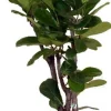 Intratuin Geigenfeige (Ficus lyrata) D 24 H 120 cm| Luftreinigende Pflanzen|Grünpflanzen