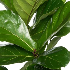 Intratuin Geigenfeige (Ficus lyrata) D 24 H 120 cm| Luftreinigende Pflanzen|Grünpflanzen