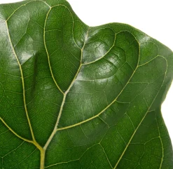 Intratuin Geigenfeige (Ficus lyrata) D 17 H 65 cm| Bonsai|Luftreinigende Pflanzen