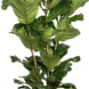 Intratuin Geigenfeige (Ficus lyrata) D 34 cm H 140 cm| Große Pflanzen|Grünpflanzen